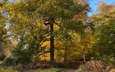 Midlands Business Netwalking and Growth in The National Forest