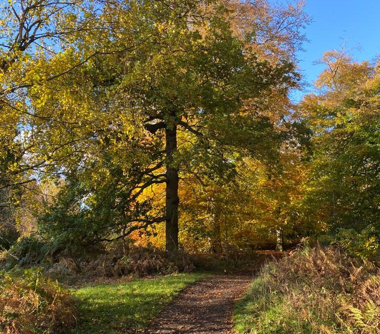 Midlands Business Netwalking and Growth in The National Forest