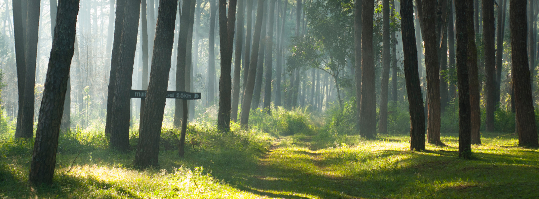 International Day of Forests 2024