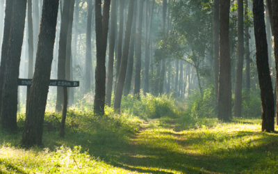 International Day of Forests 2024